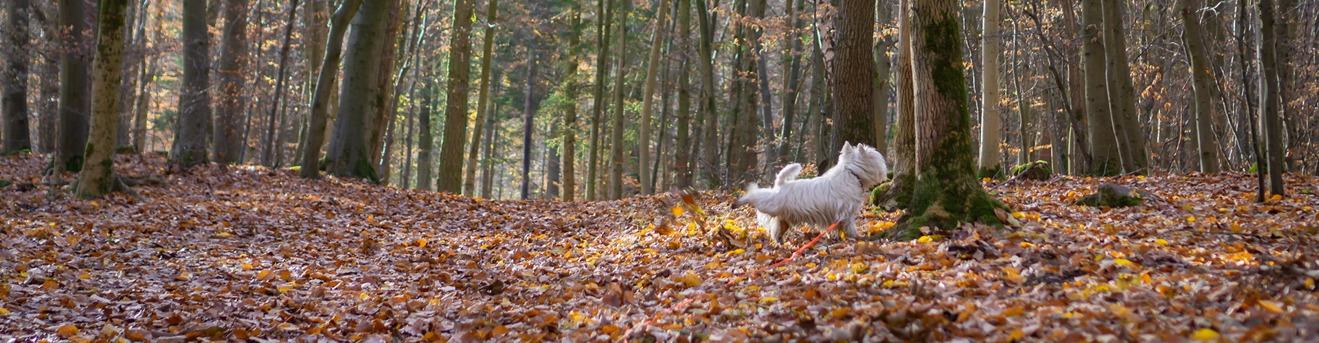 Share the joy with the Cesar Menu