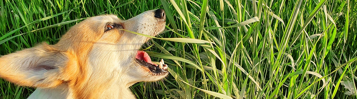 Ein Corgi, der Gras frisst