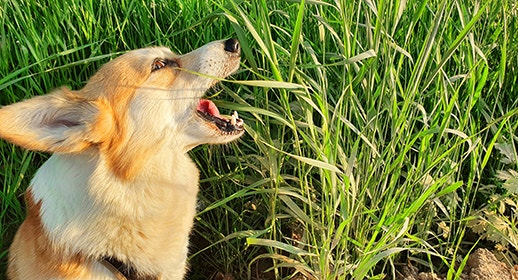 Ein Corgi, der Gras frisst