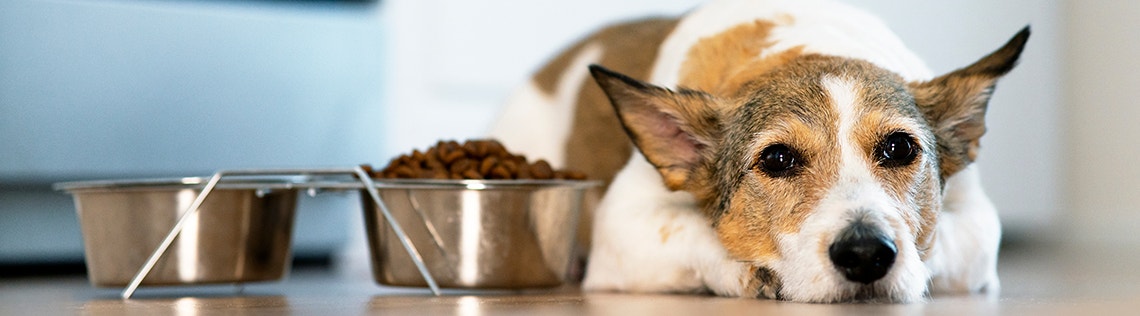 Hund liegt neben seinem Futternapf mit einem traurigen Gesicht