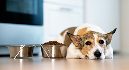 Hund liegt neben seinem Futternapf mit einem traurigen Gesicht
