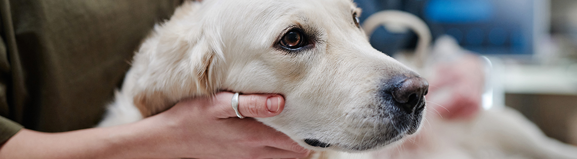 Hund wird von Besitzer gehalten und gestreichelt