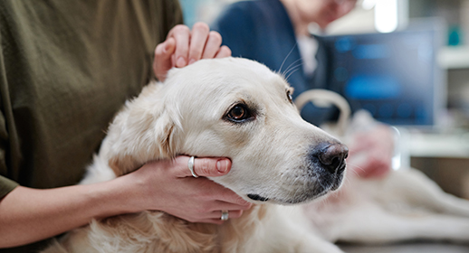 Hund wird von Besitzer gehalten und gestreichelt